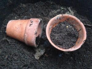 8 Must-Do Steps To Improve Soil In A Container