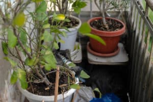 11 Painful Reasons Your Potted Plants Aren’t Growing (With Expert Comments)