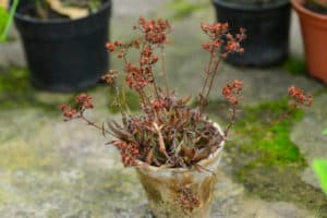 What To Do With Dead Plants In Pots? (Expert Gardeners Comment)