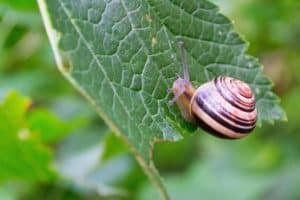 Are Snails Good For Potted Plants? (6 Sure-Fire Ways To Get Rid)
