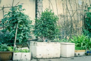 How Deep Should A Container Garden Be? (100 Plants List)