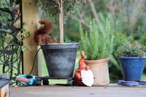 Why Do Squirrels Dig In Potted Plants? (7 Ways To Keep Them Away)