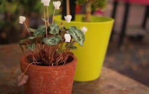 4 Steps To Plant In Pots Without Drainage Holes