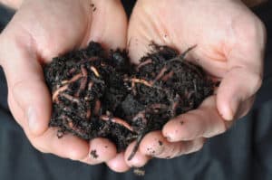 3 Proven Ways To Use Vermicompost In Potted Plants