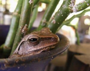 Will Toads Hurt Potted Plants? (7 Tips To Keep Them Away)