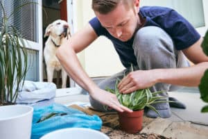 Why Do Dogs Dig In Potted Plants? (5 Easy Tips To Keep Them Away)