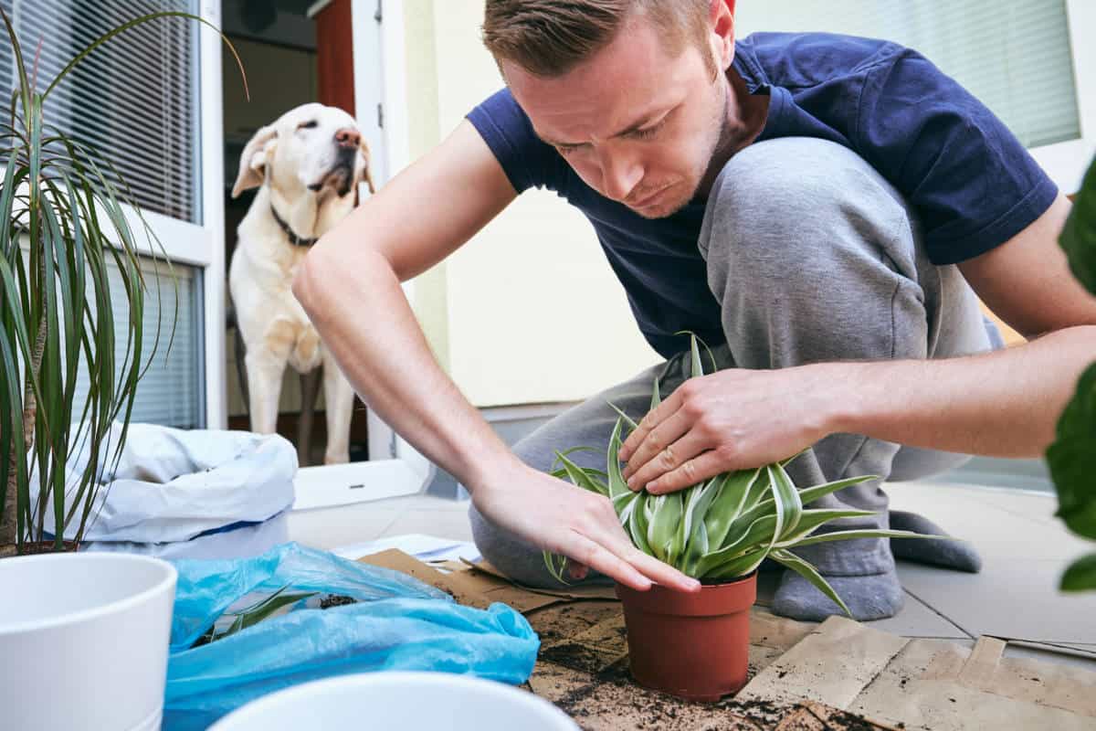 Why Do Dogs Dig In Potted Plants? (5 Easy Tips To Keep Them Away) - Gardening Mentor