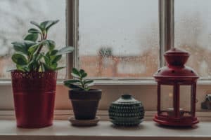 Leave Potted Plants In The Rain? (Gardeners Experience)
