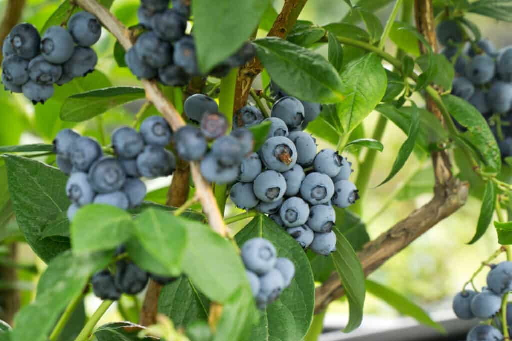 Potted Blueberries 5 Proven Winter Protection Tips Gardening Mentor