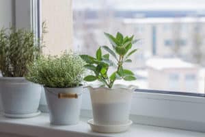 Do Houseplants Go Dormant In Winter? (With Expert Comments)