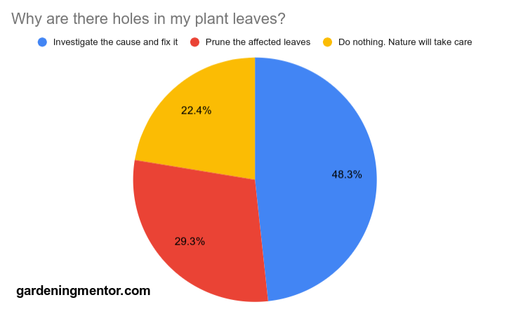 holes on plant leaves