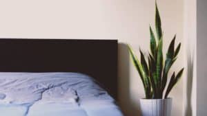 Is It Bad To Sleep With Plants In Your Room? (Experts Weigh In)