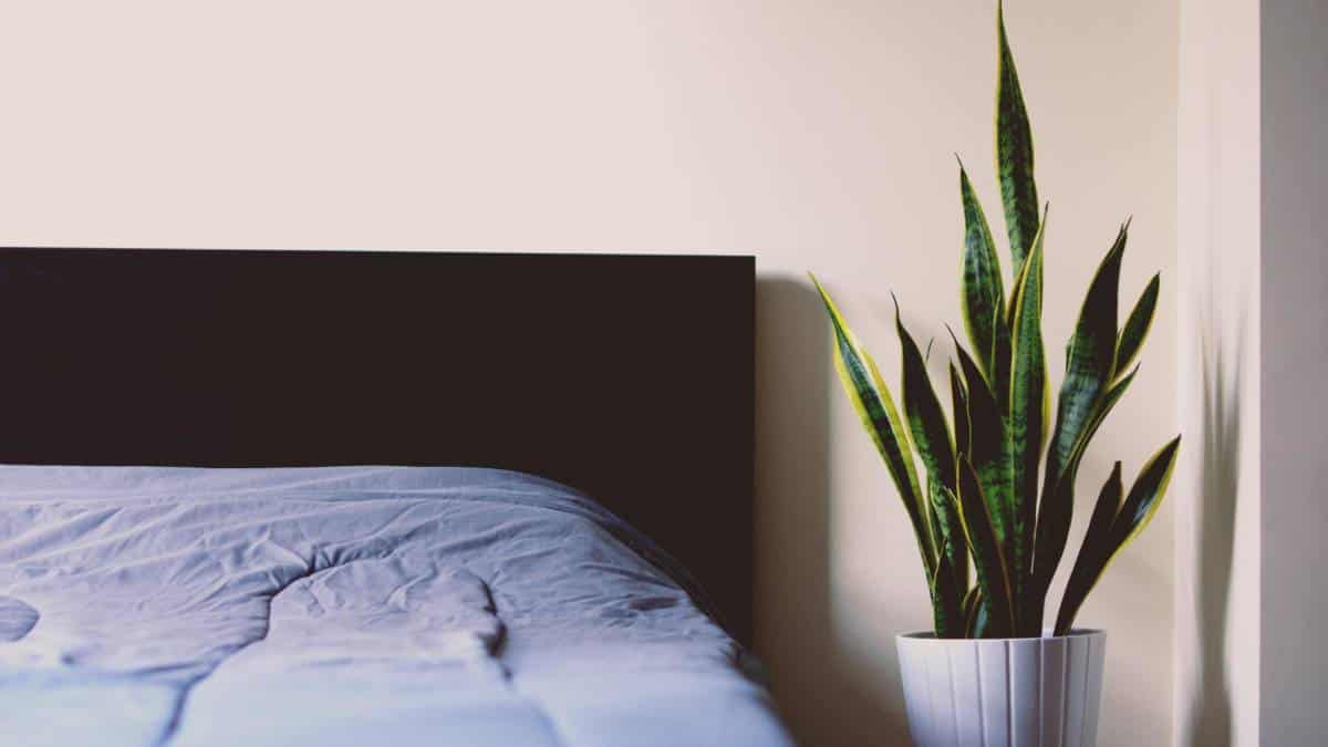 Is It Bad To Sleep With Plants In Your Room? (Experts Survey