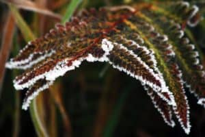 How Cold Is Too Cold For Ferns?