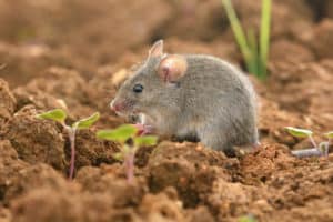 5 Proven Ways To Keep Mice Out Of Potted Plants (With Expert Gardeners Inputs)