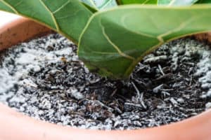Is It OK To Use Mouldy Potting Mix? (Gardening Company Founders Comment)
