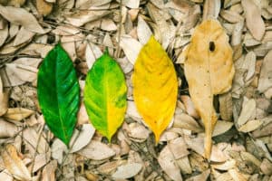 8 Natural Causes Of Yellow Leaves On Plants (Should You Cut Yellow Leaves Off?)