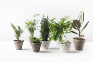 Can I Take A Potted Plant On A Plane? (With 5 Crucial Tips To Pack Plants)