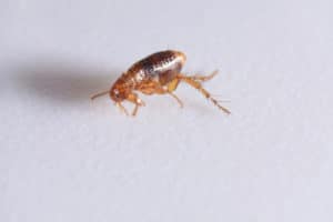 Can Fleas Live In Potted Plants Or Houseplants?