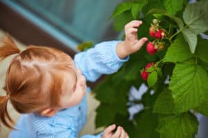 How to Winterize A Potted Raspberry Plant