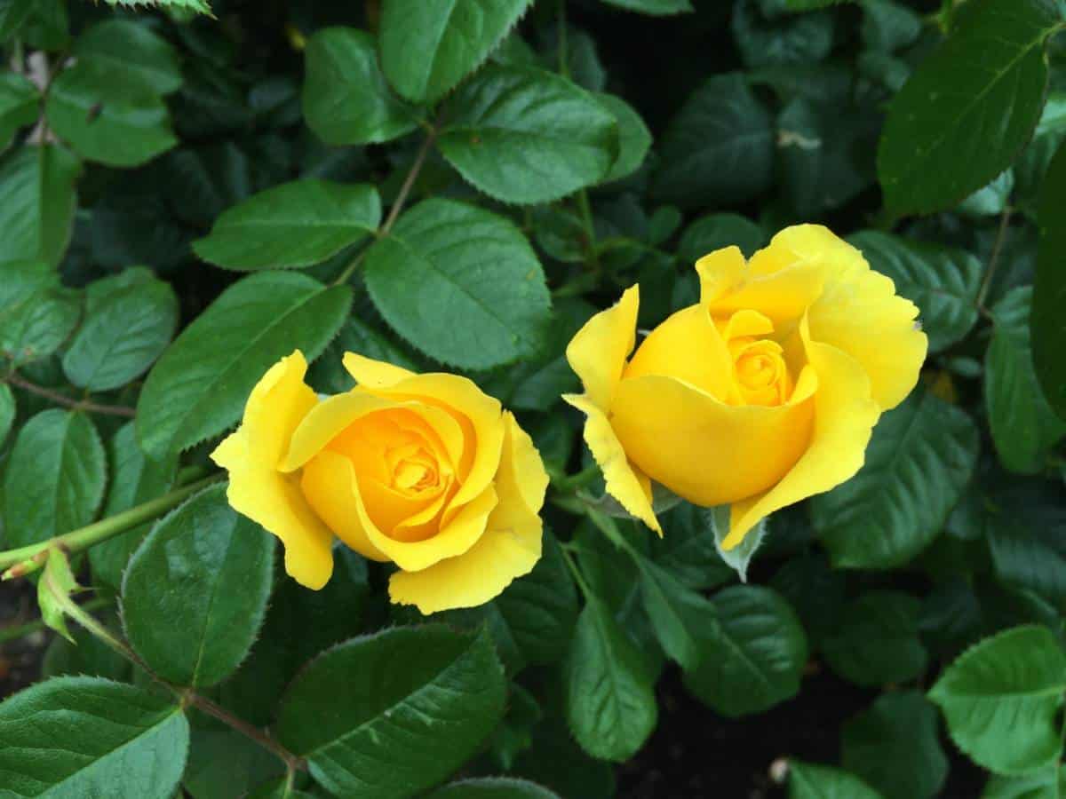How To Use Chicken Manure For Roses Gardening Mentor