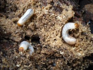 Are Grubs Bad For Potted Plants? (Gardeners Thoughts)