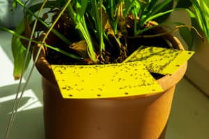 Does Bottom Watering Prevent Gnats? (7 Tips To Get Rid Of Them)