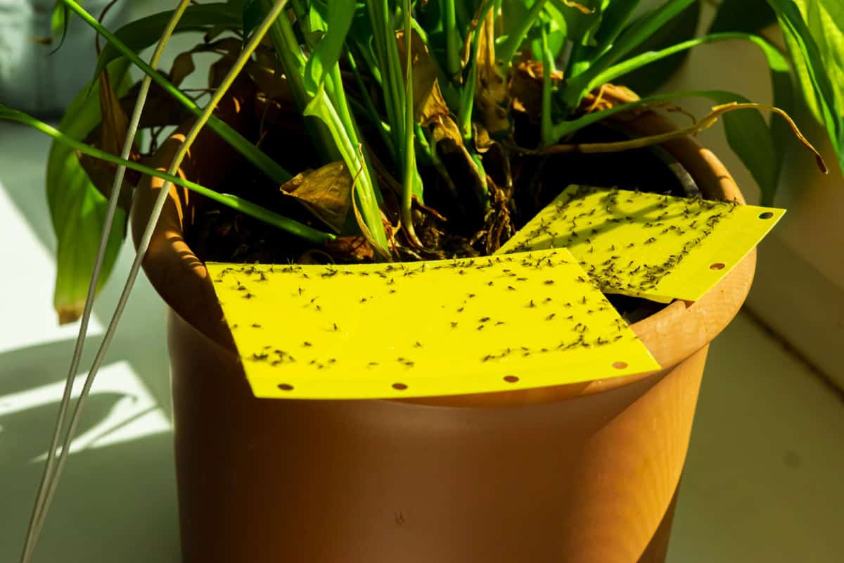 Does Bottom Watering Prevent Gnats? (7 Tips To Get Rid Of Them