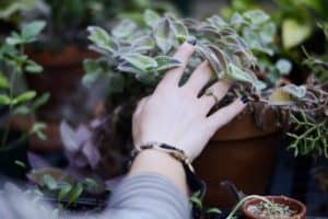 9 Sure-Fire Tips To Make Houseplants Grow Faster