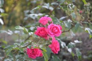 Revive Dying Potted Rose: 8 Proven Tips