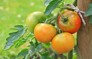 5 Critical Reasons For Tomatoes Dropping Off The Plant (With Solutions)