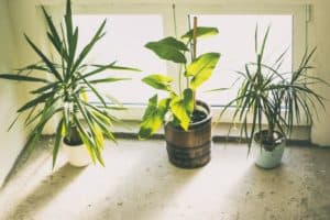 10 Potent Tips To Protect Your Floor From Potted Plants (With Gardeners Survey)