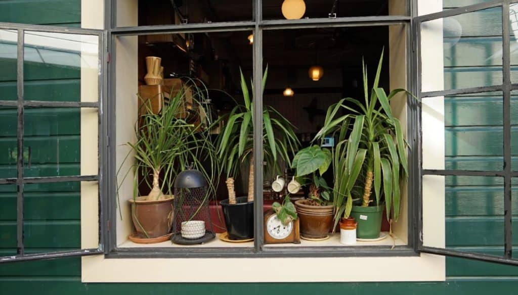 potted plants on windowsill