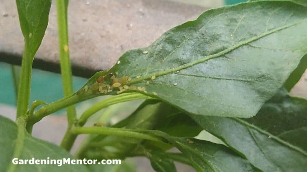Ants farming aphids on my pepper plants