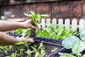 What Size Planter Box For Vegetables? (61 Plants List)