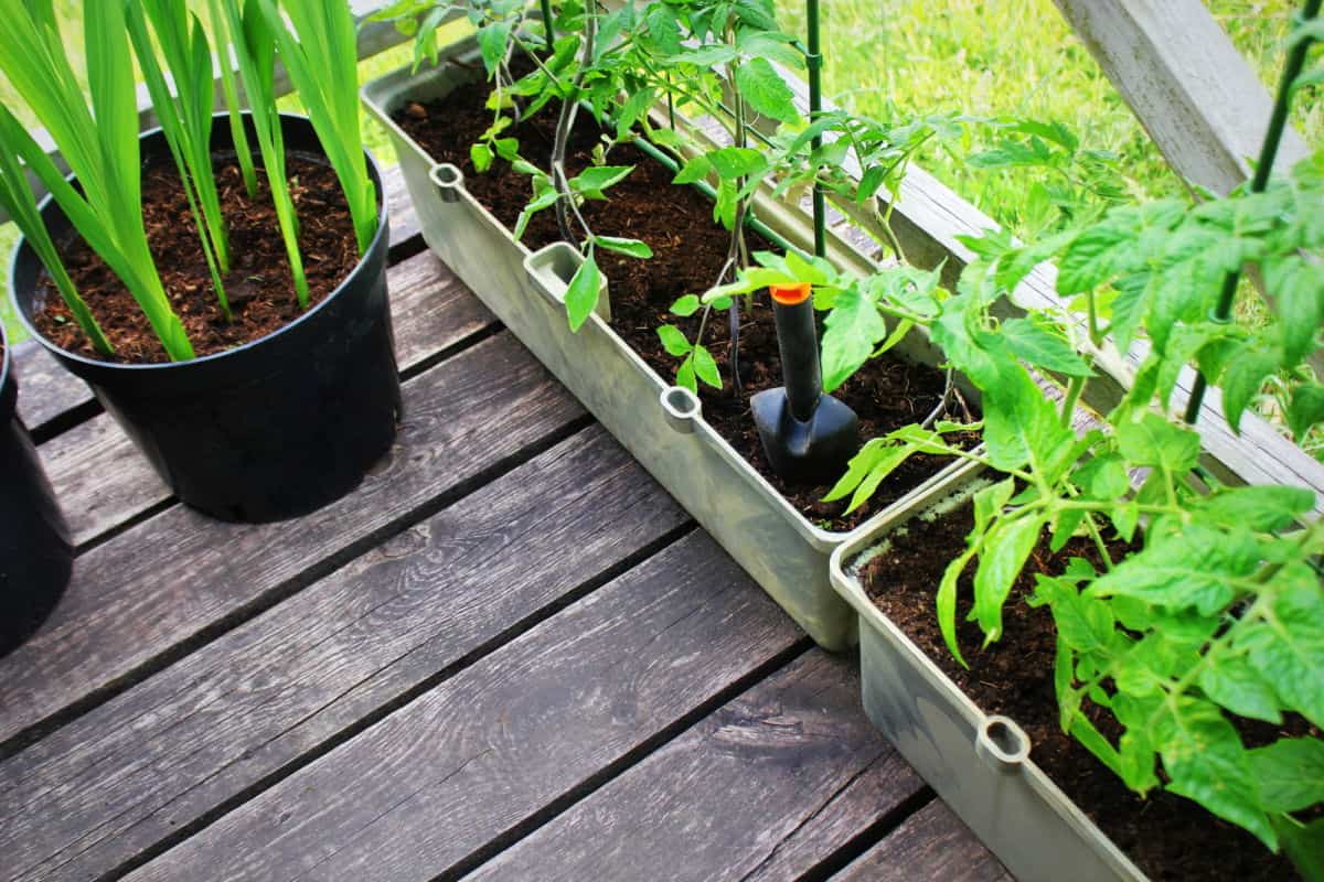 6 Crucial Reasons Planter Boxes Need A Bottom (With Expert Comments