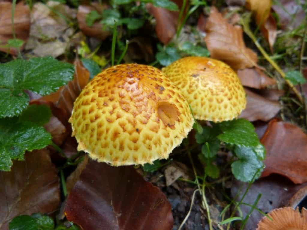 mushrooms in plants