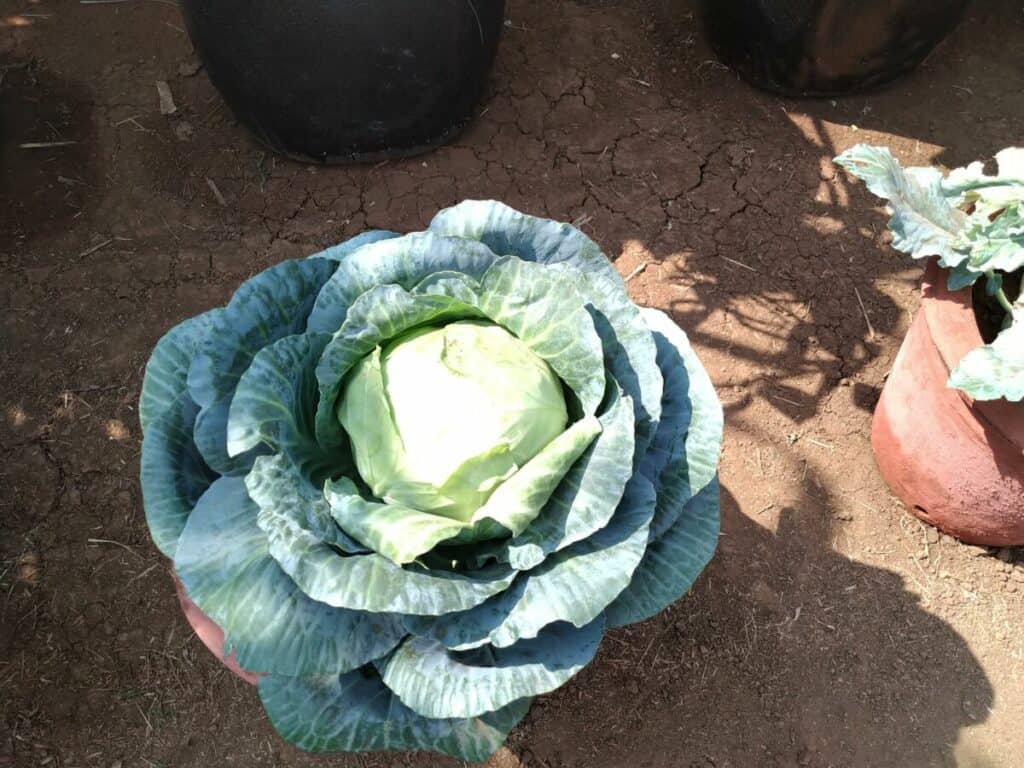 cabbage grown in a container