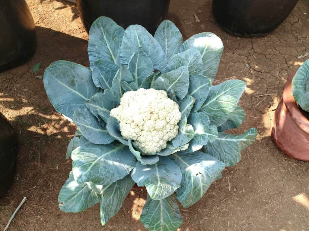 cauliflower grown in a container