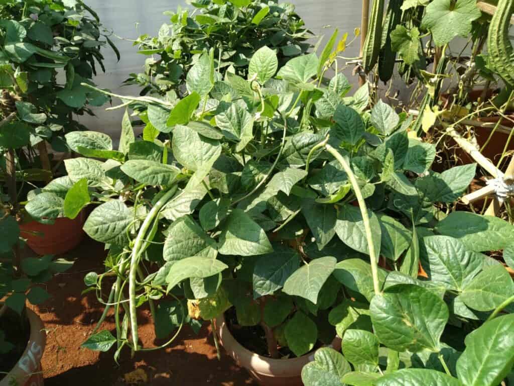 green beans grown in container