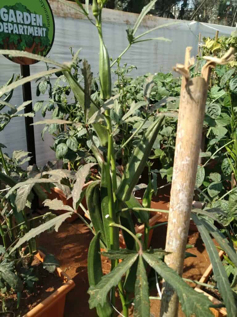 growing okra in container