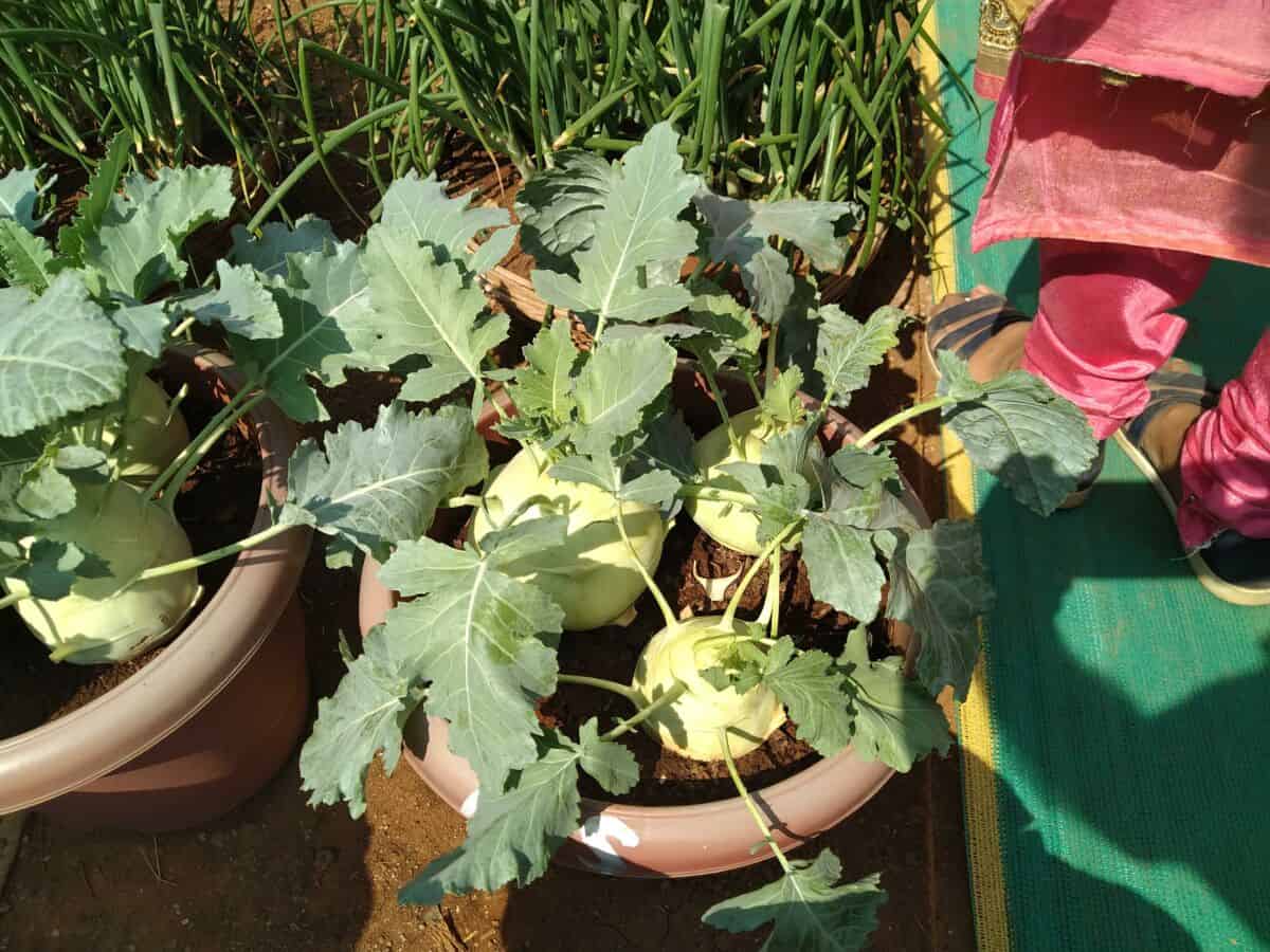 Grow Kohlrabi In Containers 12 Step Ultimate Guide Gardening Mentor