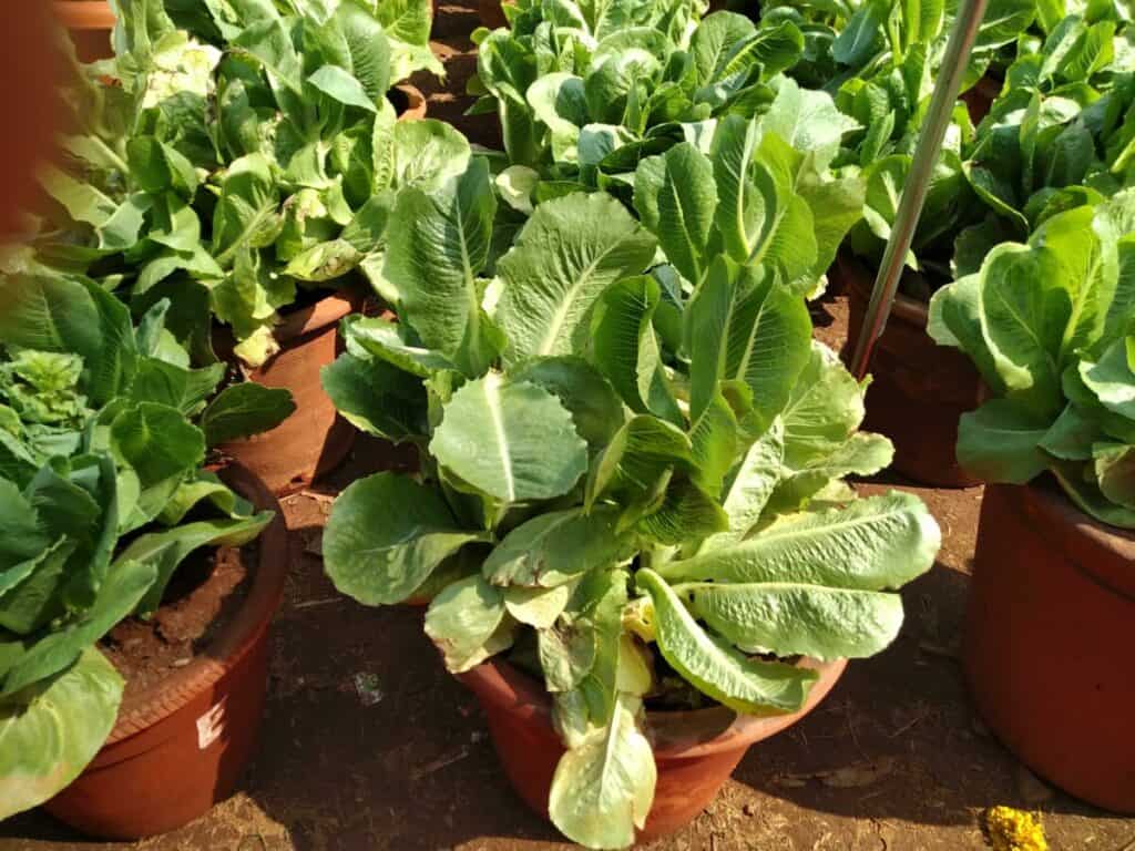 lettuce grown in a container