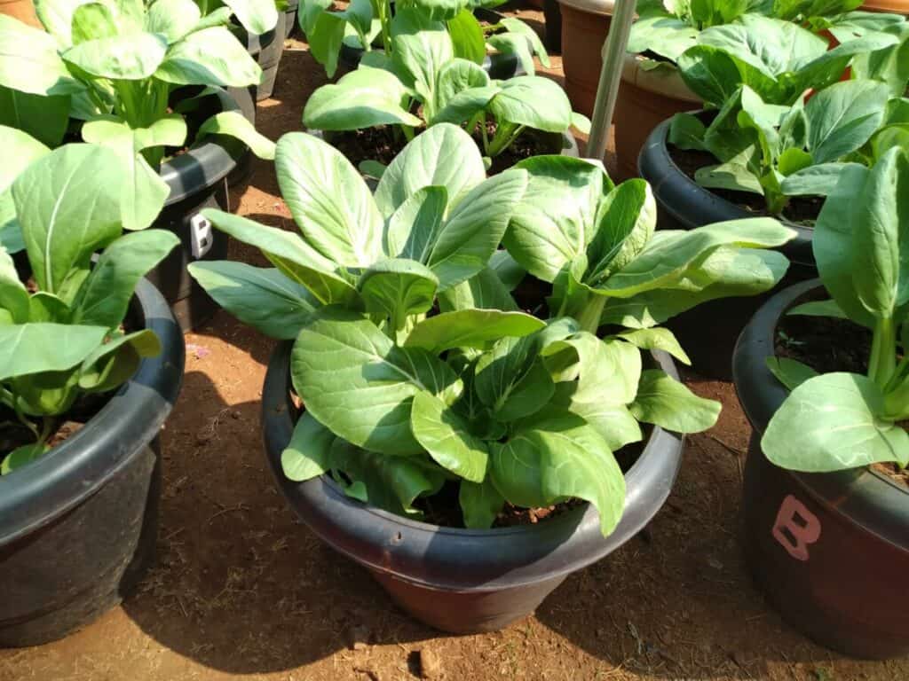 spinach grown in a container
