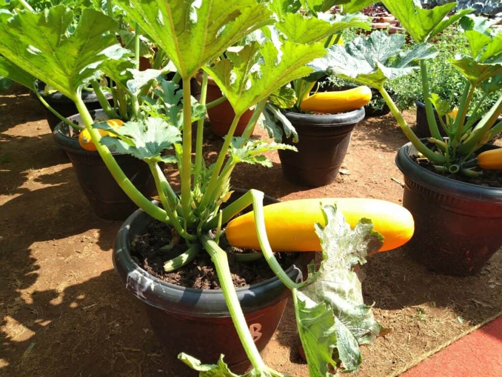 zucchini in pot