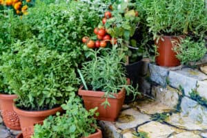 Basics of Vegetable Container Gardening