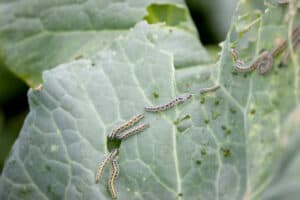 Cabbage Worms On Vegetable Plants