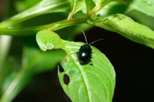 Flea Beetles On Vegetable Plants