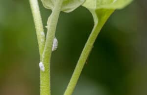 Mealybugs On Vegetable Plants