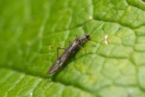 Thrips On Vegetable Plants